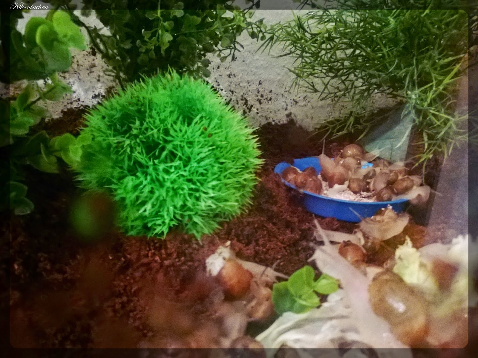 Kikoninchen SchneckenTerrarium neu eingerichtet