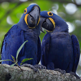 Hyacinth Macaws pictures