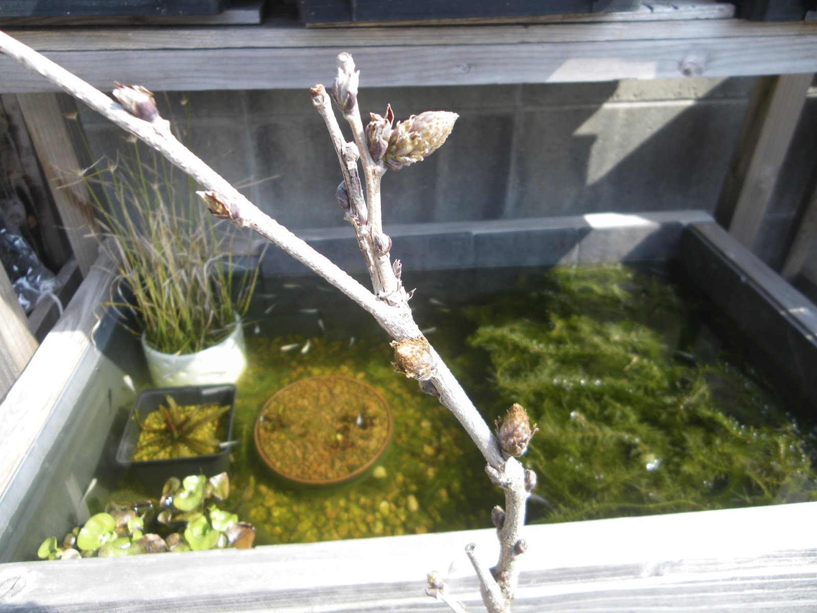 藤の育て方 鉢植えで藤の花を楽しむメダカの大工