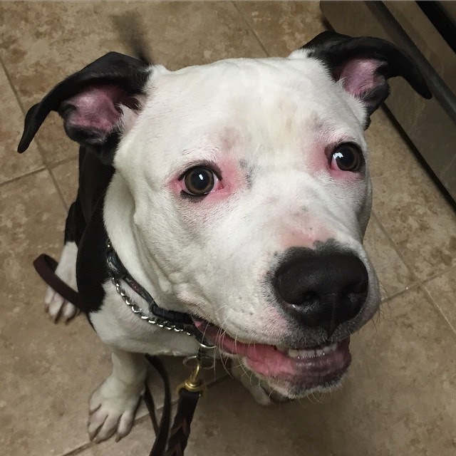 Charm City Ciemny's Baltimore's Adoptable Dogs, January 2015