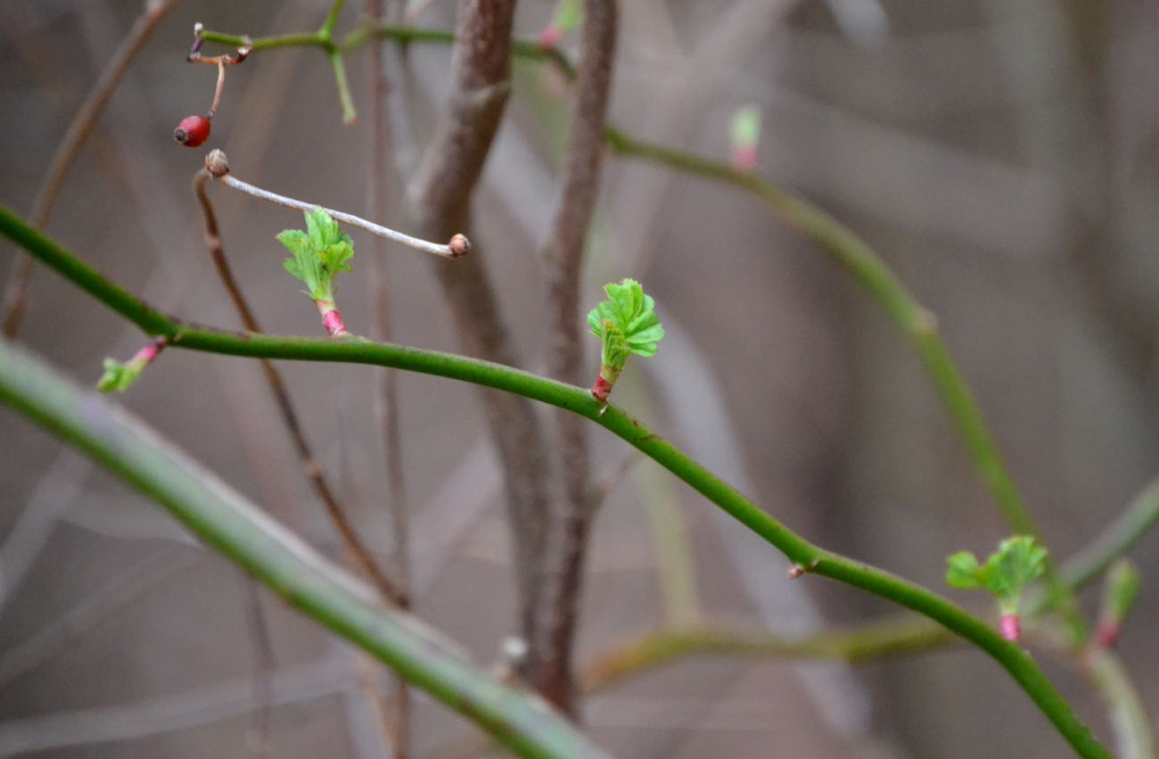 Woods Walks and Wildlife: Meeting a Mink, and Various Spring Sights