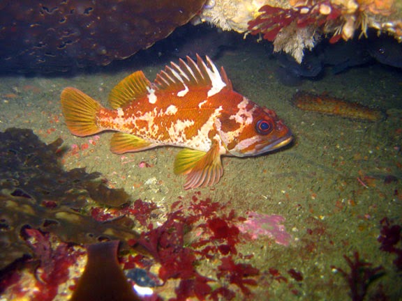 Is Rockfish Good For Dogs Is Rockfish Good For Dogs