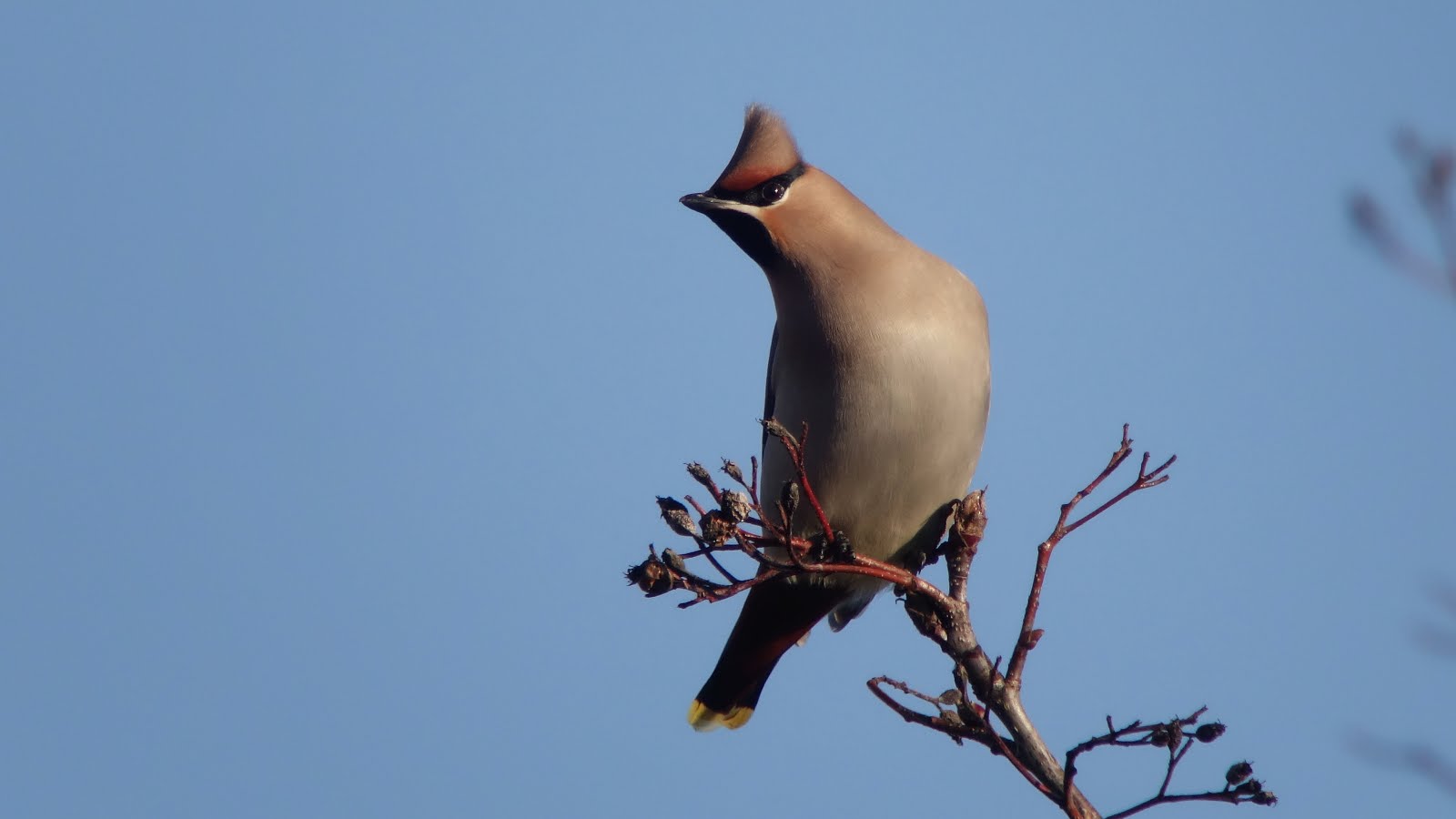 Waxwing