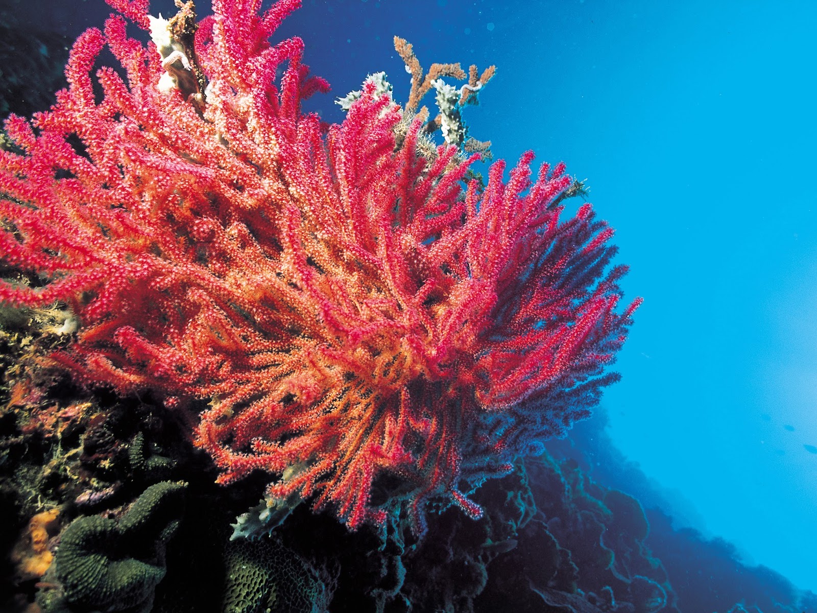 El coral. Коралловые полипы красный коралл. Красный коралл Кишечнополостные. Красный благородный коралл. Папайя коралл морской.