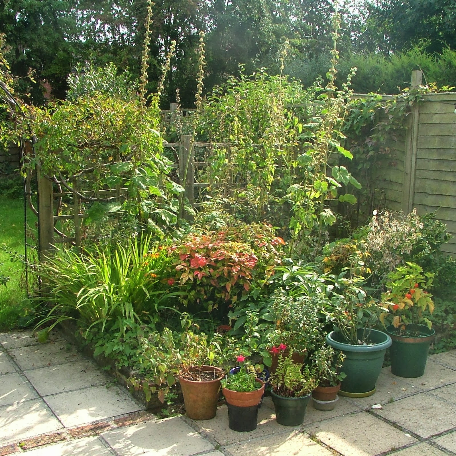 Random Seed Gardener Garden Snapshot September 2013