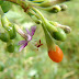 Wolfberry - Lycium barbarum