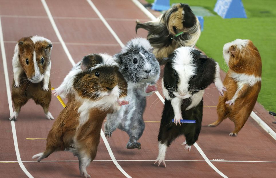Ruma Kotare Guinea Pigs at the Olympics