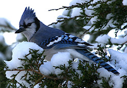 jay birds jays wild bird flying bluey toronto