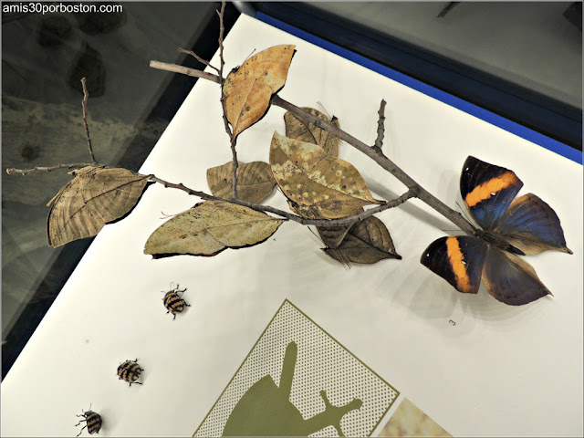 Camuflaje de los Insectos en el Insectarium de Montreal