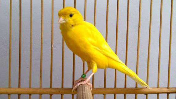 Harga Burung Kenari F1 Terbaru 2018