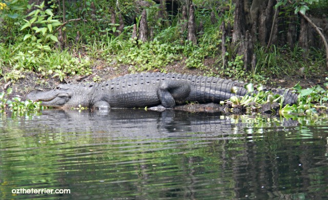 beware of florida alligators - they are everywhere