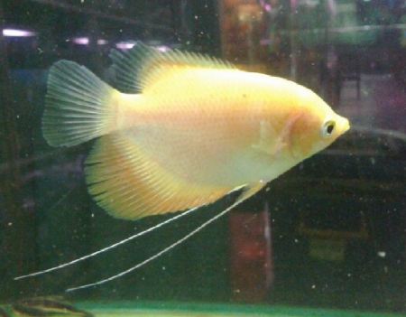 Kontraktor Suplier Barang Dan Jasa Ikan Gurame Padang