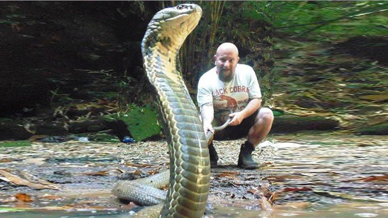 Snake Catchers Protecting The World's Deadliest Snake