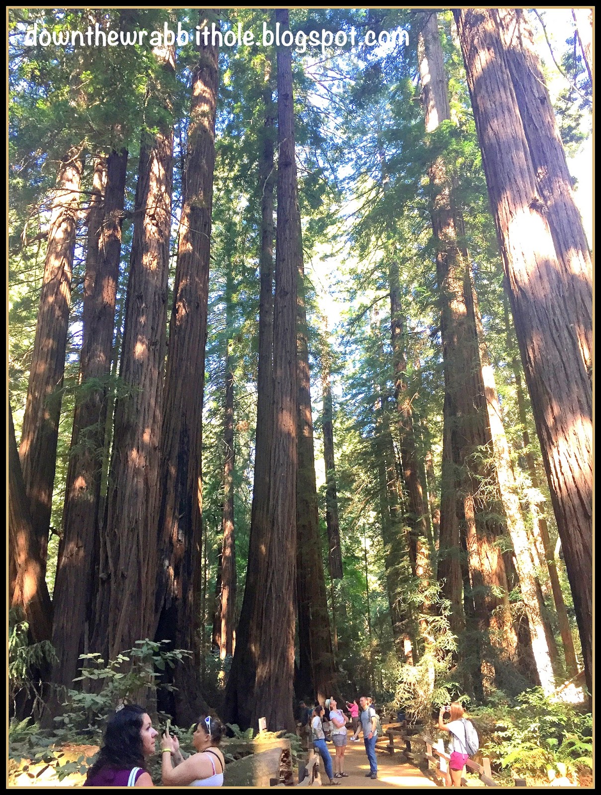 The Beauty of California's Muir Woods