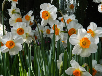Allan Gardens Conservatory Spring Flower Show 2013 white daffodils by garden muses: a Toronto gardening blog
