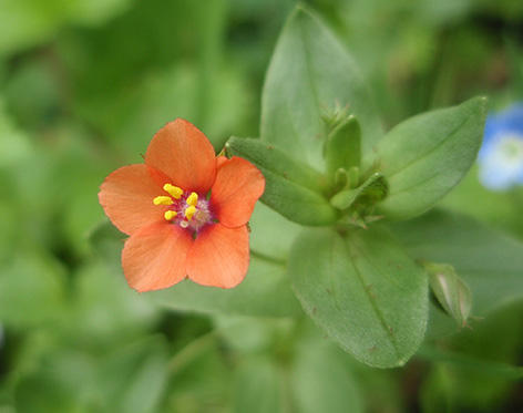 Murajes (Anagallis arvensis) flor silvestre naranja
