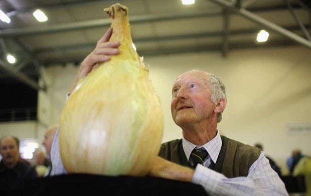 Maior cebola do mundo pela mais de 8 quilos