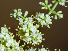 Ligustrum lucidum