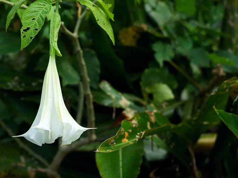 Ryukyu Life White Angel Trumpet Can Be a Real Killer (Flower Photos)