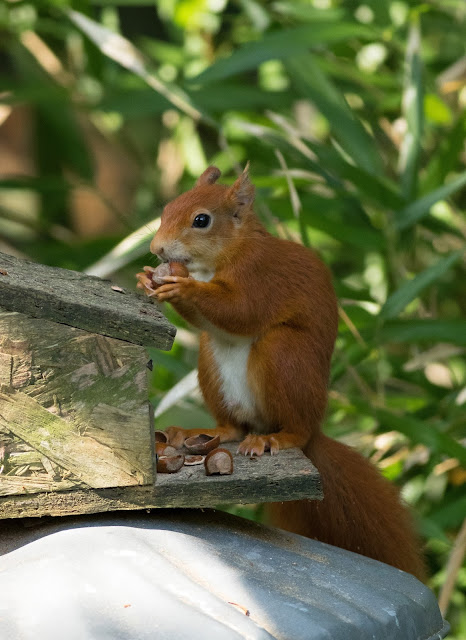 Red Squirrel - Tresco, Scilly