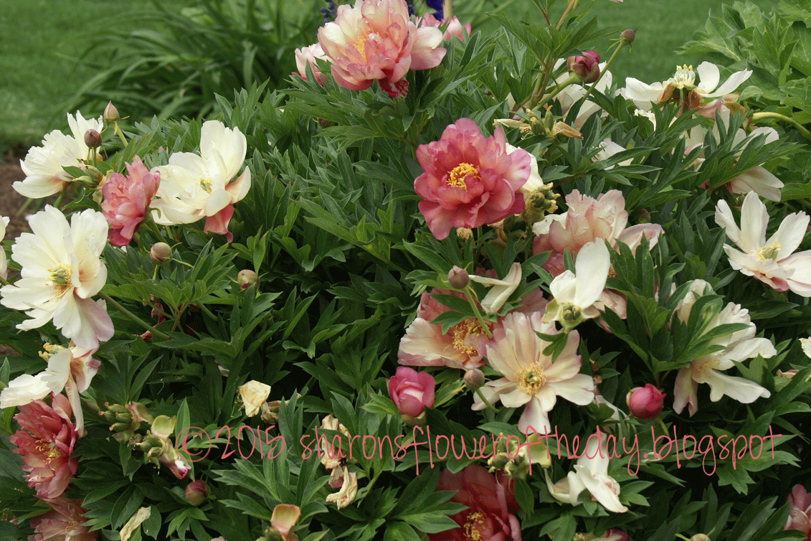 Sharon's Flower of the Day Life Cycle of a Peony Flower