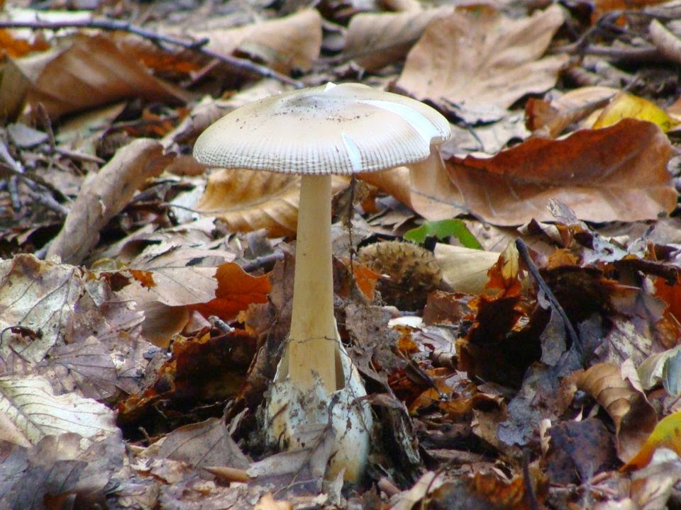 Amanita vaginata DSC24708