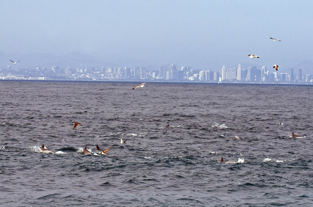 Brown Boobies and Western Gulls feeding over a pod of Common Dolphins