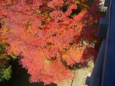 東福寺の紅葉　通天橋〔絶景〕