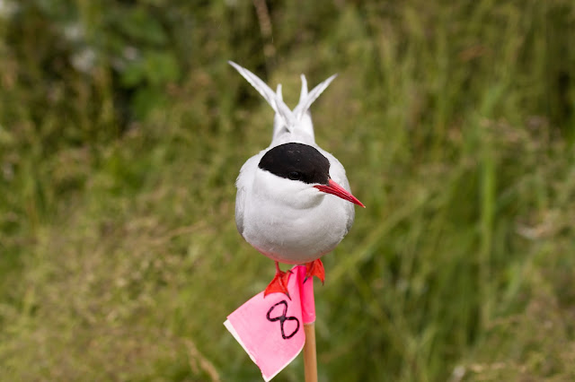 Arctic Tern - Farne Islands, Northumberland