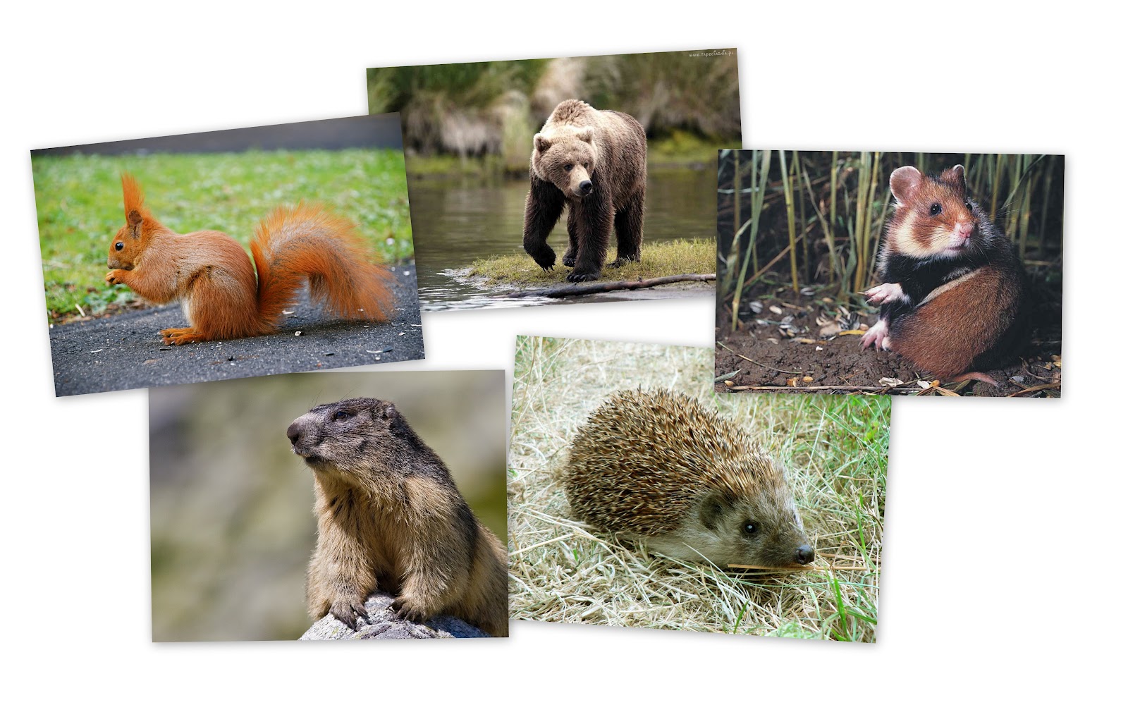 Irena's group ANIMAL WEEK polar animals and hibernating animals