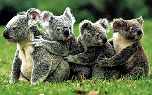 miś koala, podróż do japonii, Baśnie na warsztacie, dzieci i podróże, Klub latających podróżników, Mateusz Świstak, MEK, Muzeum Etnograficzne, Warsztaty dla dzieci, 