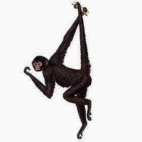 Mono araña negro