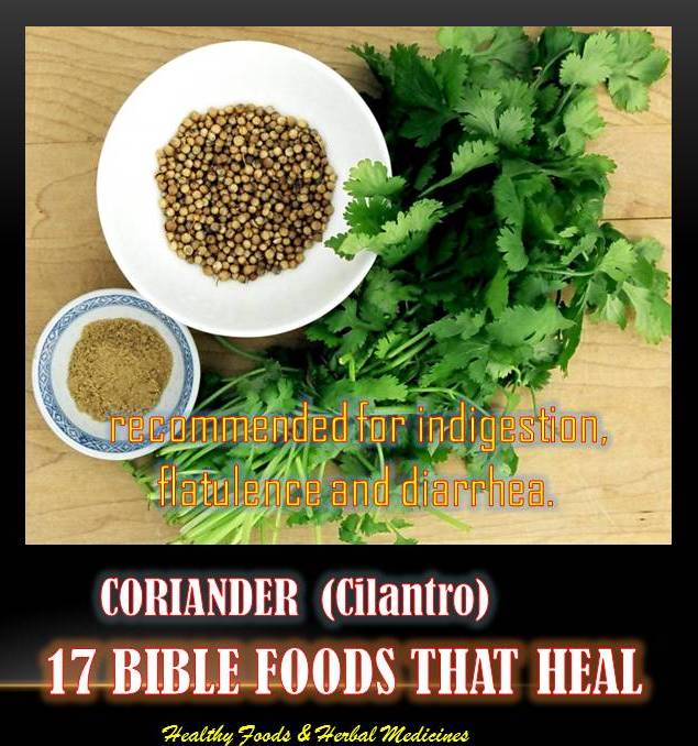 17 BIBLE FOODS THAT HEAL CORIANDER Cilantro