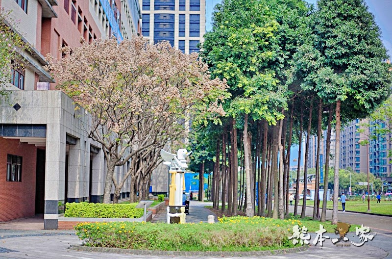 心湖櫻緣|三峽台北大學「心湖櫻花步道」-杜鵑、吉野櫻、木棉花齊綻放