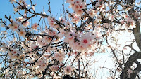 Fuente: http://www.turismepetit.com/wp-content/uploads/2016/02/almendros-en-flor-mallorca-02.jpg