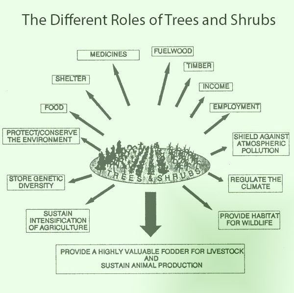 Garden and Farms The different roles of trees and shrubs
