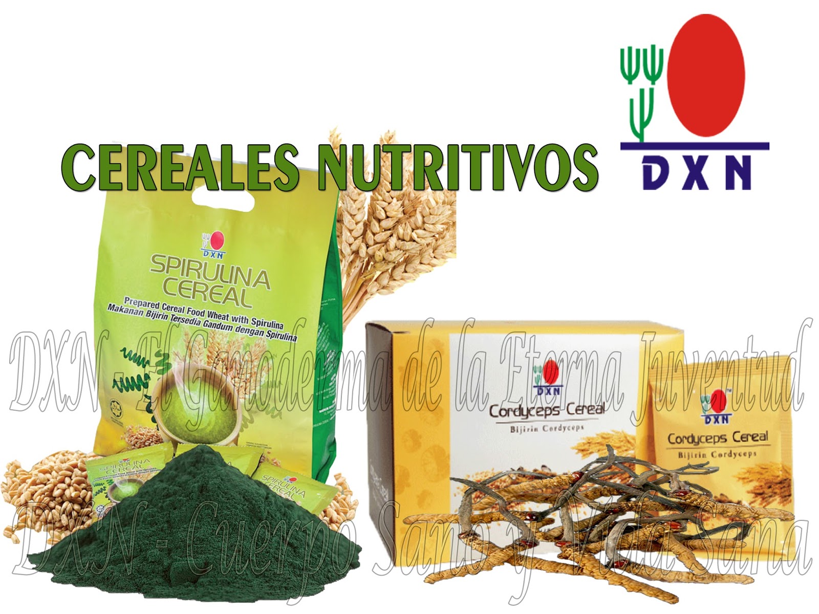 La Spirulina y el Cordyceps los mejores cereales DXN DXN