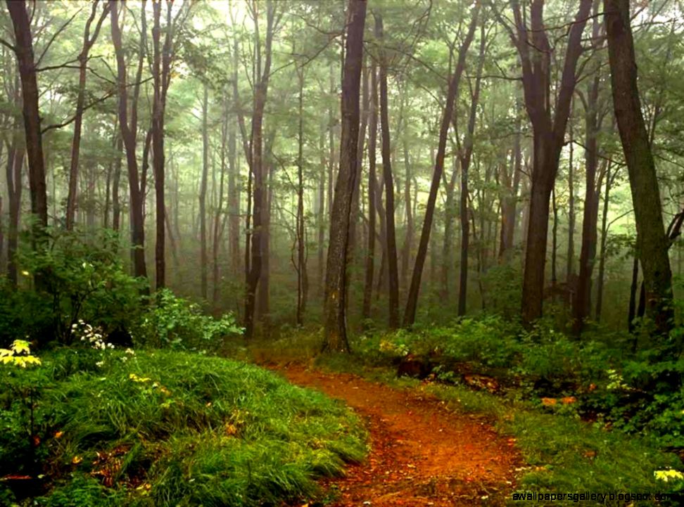 Wallpapers Wood Floor Pictures Nature Scene Woods Trees Picture