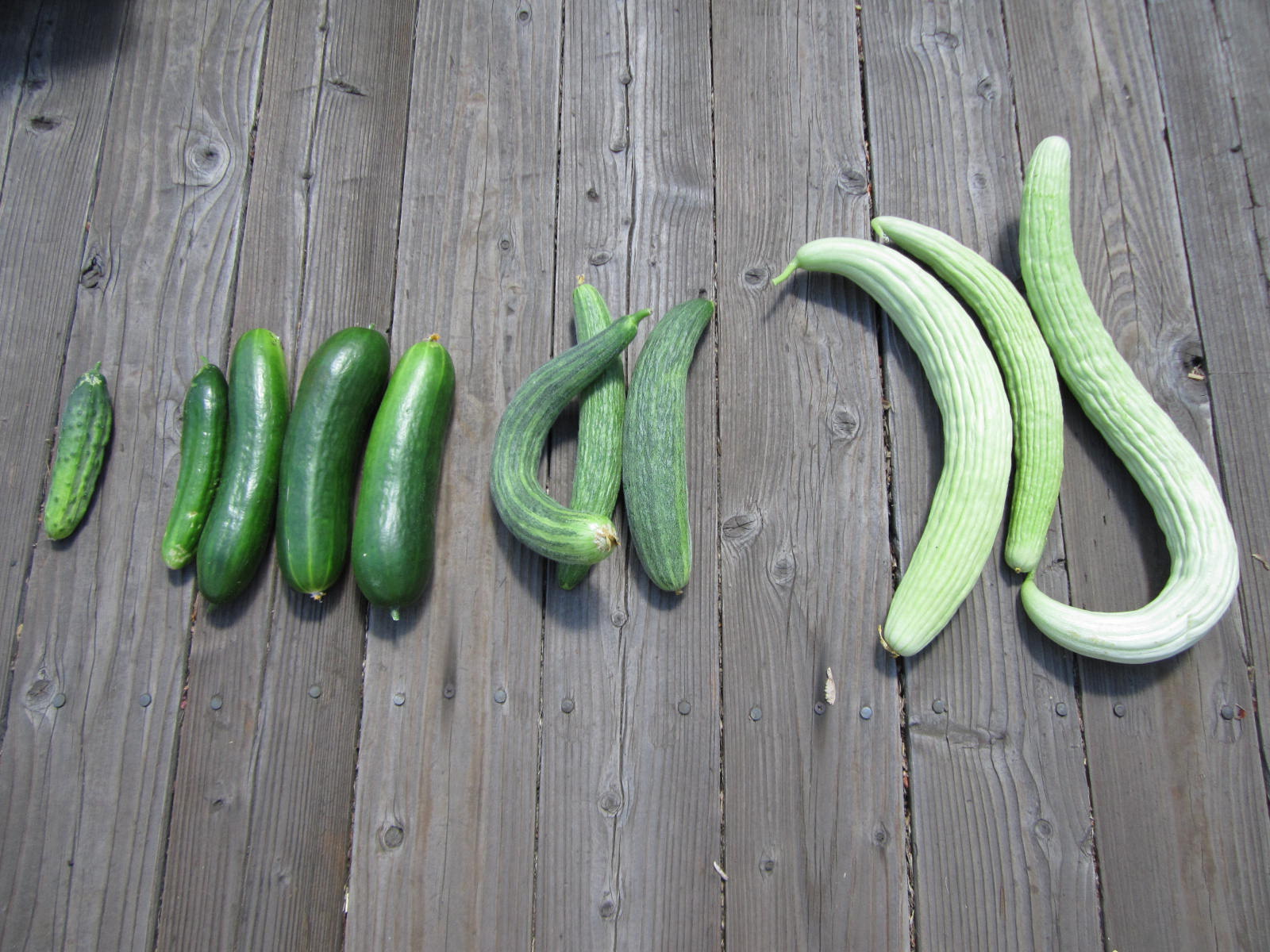 One Acre Farm: Cucumbers a Go-Go