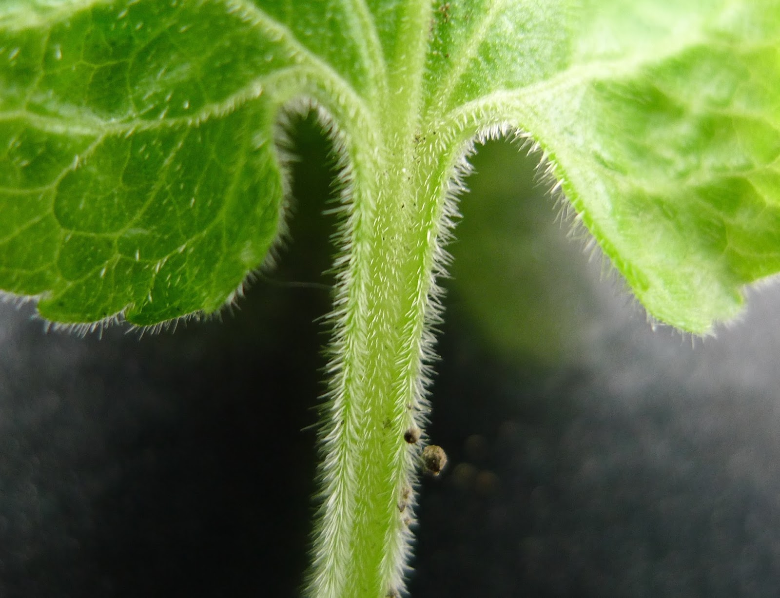 Violets and others Hairy Violet Identification