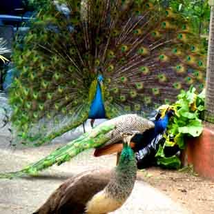Passionate Peacock