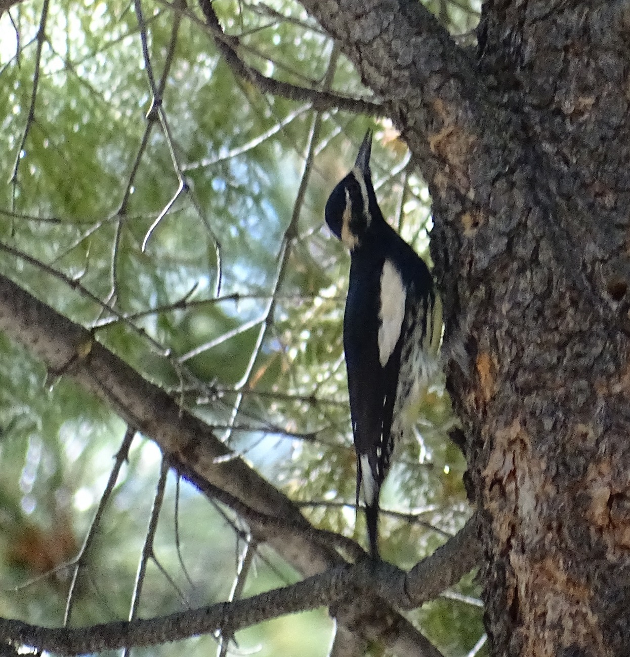 Postcards from Idyllwild: Searching for a Black-backed Woodpecker