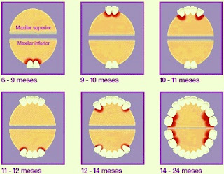 Diente de bebé Dibujo de dientes de bebé a colores