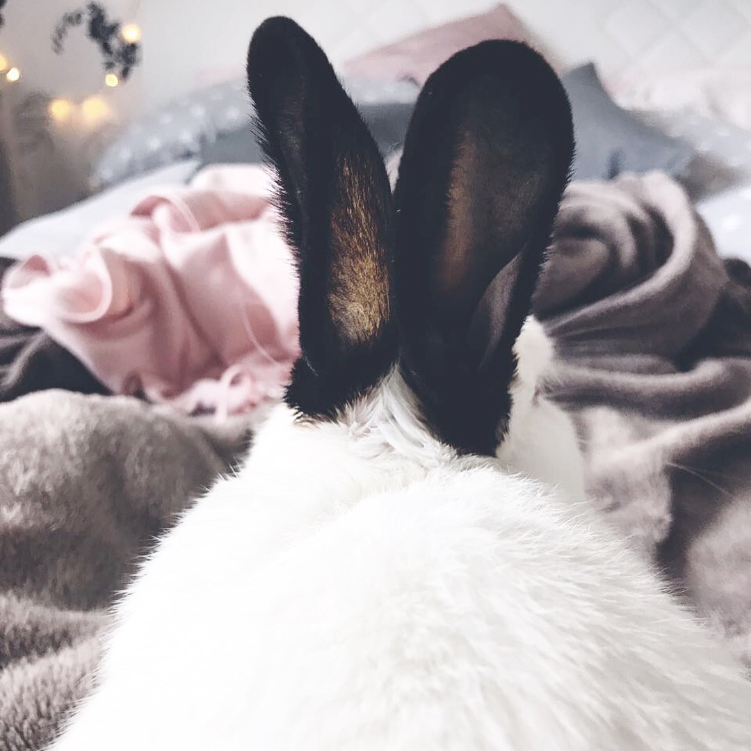 Savanna Haze So Viel Zu Tun Aber Keine Motivation