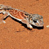 Knob-tailed Gecko
