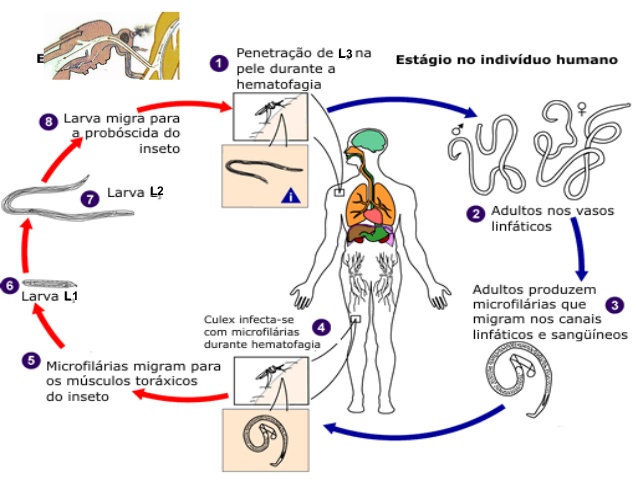 Ciclo de vida do wuchereria bancrofti
