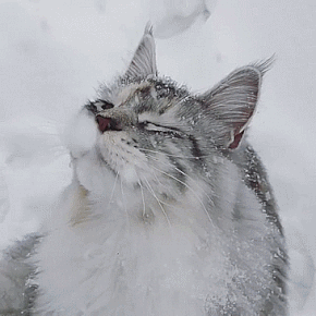 tumblr_p3rdv8EJBc1x4w1eoo2_400.gif