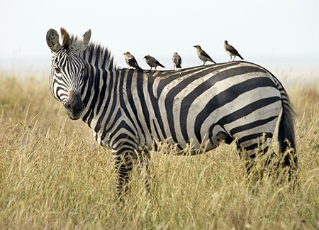 Contoh Simbiosis Mutualisme Dan Penjelasannya Dunia Pendidikan