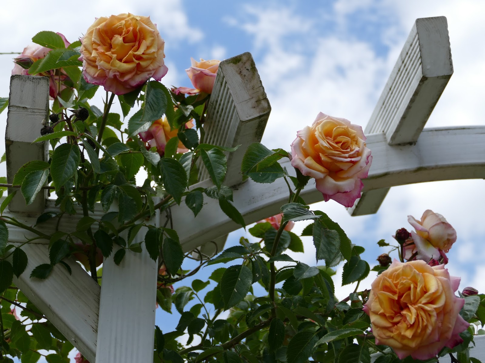 AnnetteWeber-Blog: Juni 2015