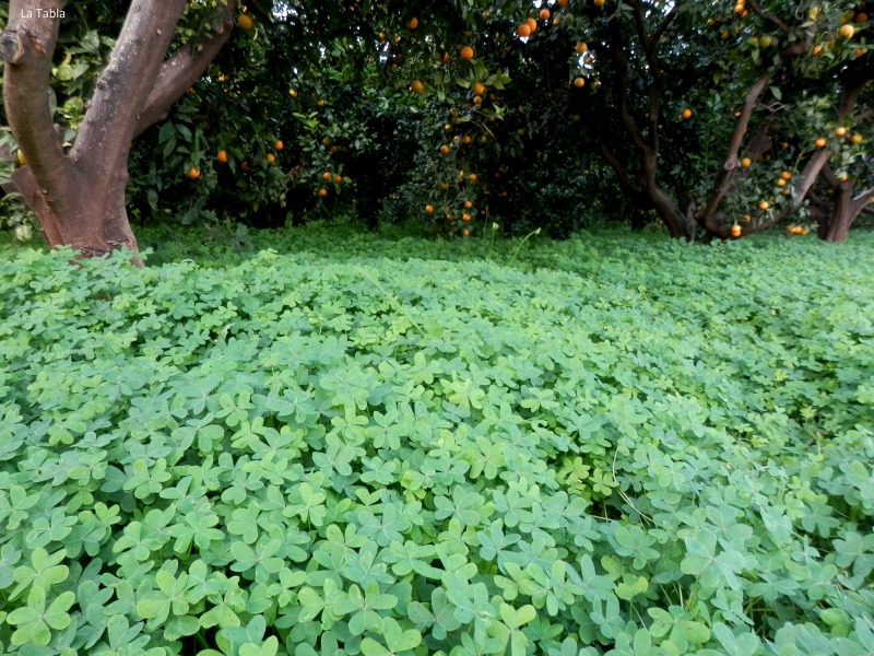 alfombra de Oxalis pes-caprae en campo de naranjos